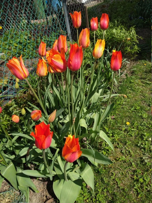 Tulipe, tulipes, Tulipa 'El Ni&ntilde;o'