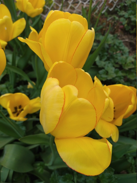 Tulipe, tulipes, Tulipa 'Sun Gold'