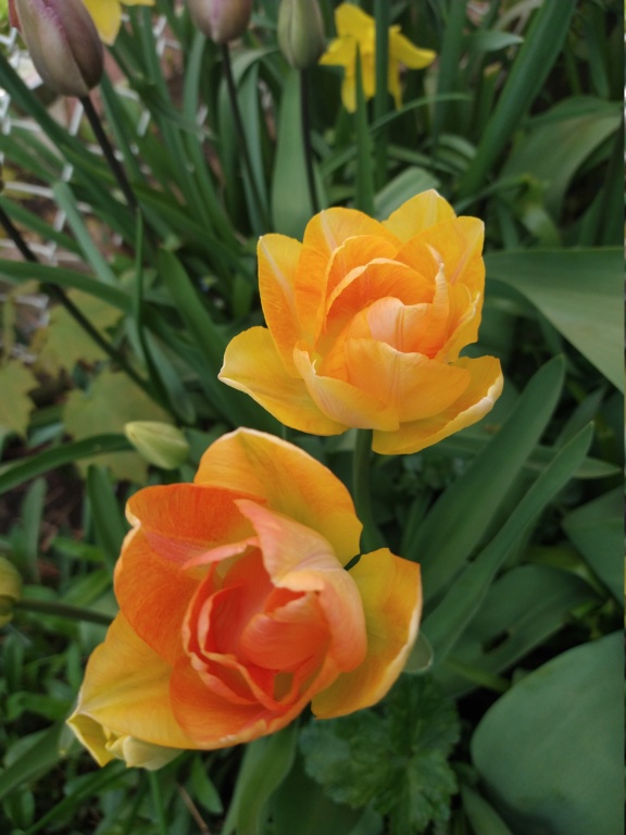 Tulipe, tulipes Tulipa Orange Angélique