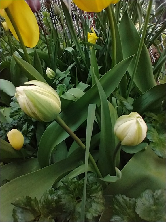 Tulipe, tulipes Tulipa Ice Age