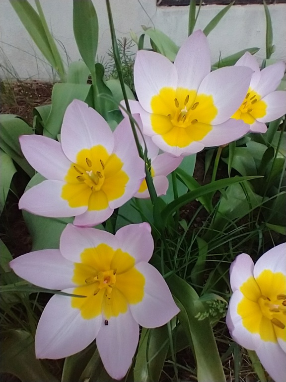 Tulipe, tulipes, Tulipa bakeri 'Lilac Wonder'