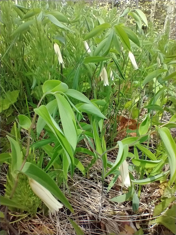 Uvularia sessilifolia 