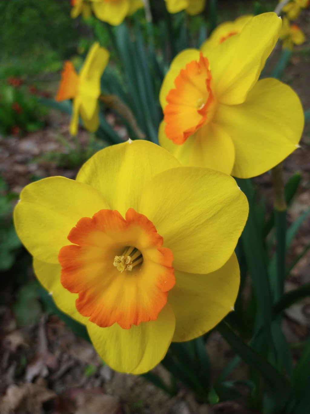 Narcisse, Narcissus 'Delibes'