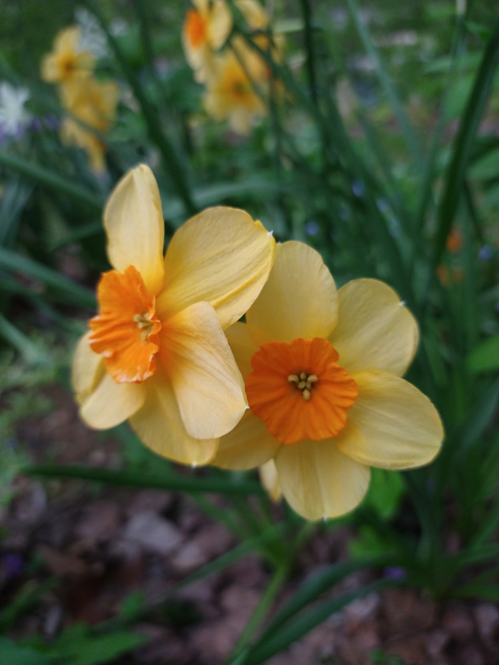 Narcisse Narcissus Kedron