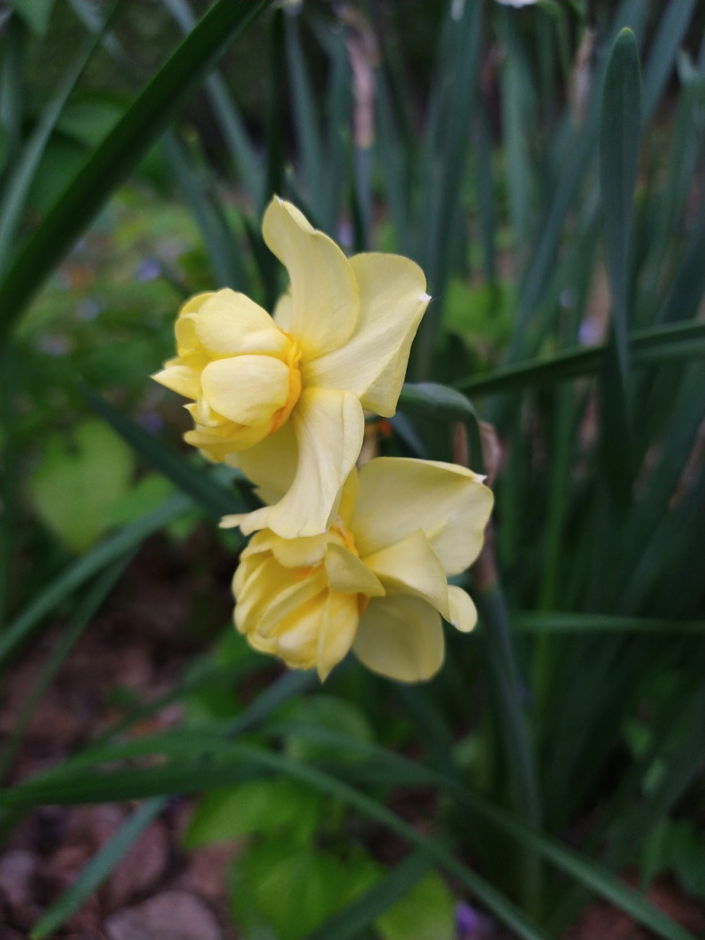 Narcisse, Narcissus '&Yuml;ellow Cheerfulness'