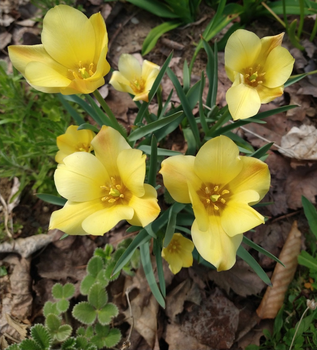 Tulipe, tulipes Tulipa batalinii Bright Gem