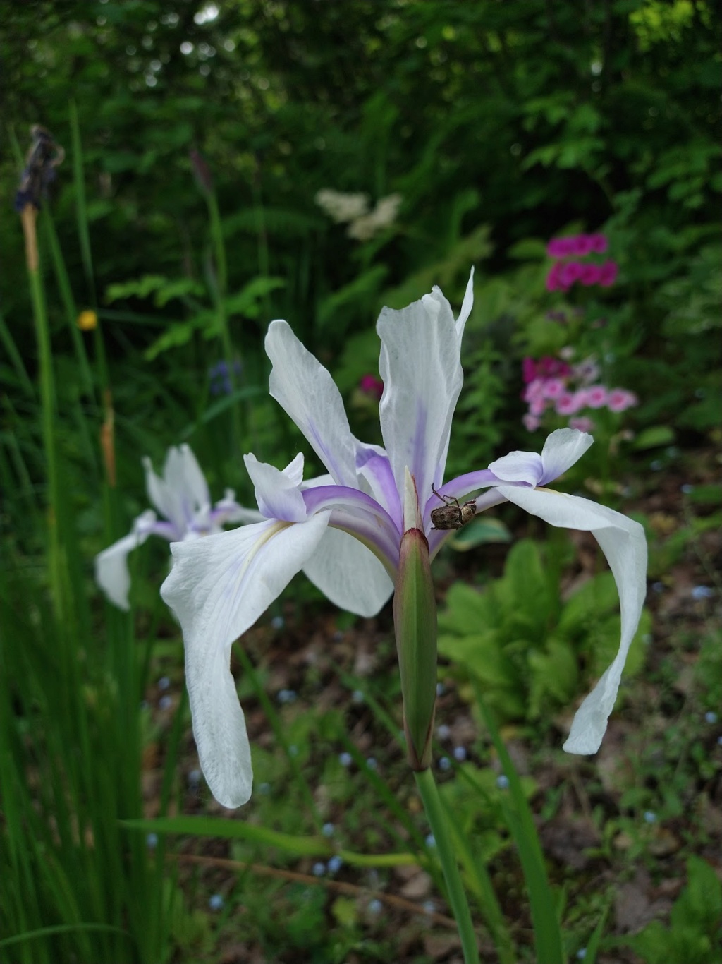 Iris d'eau japonais, Iris des rives Iris laevigata Snow Drift