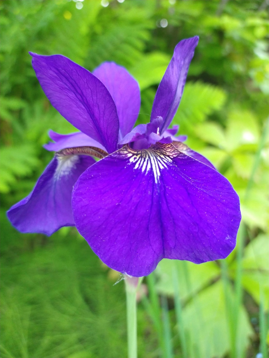 Iris de Sib&eacute;rie, Iris sibirica 'Tycoon'