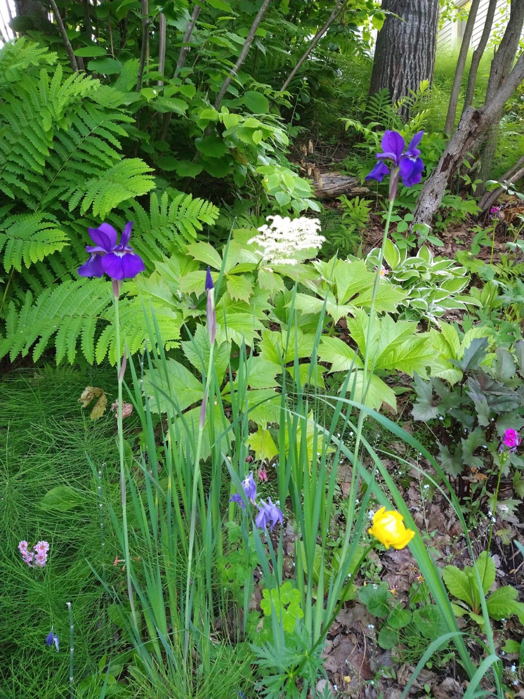 Iris de Sib&eacute;rie, Iris sibirica 'Tycoon'
