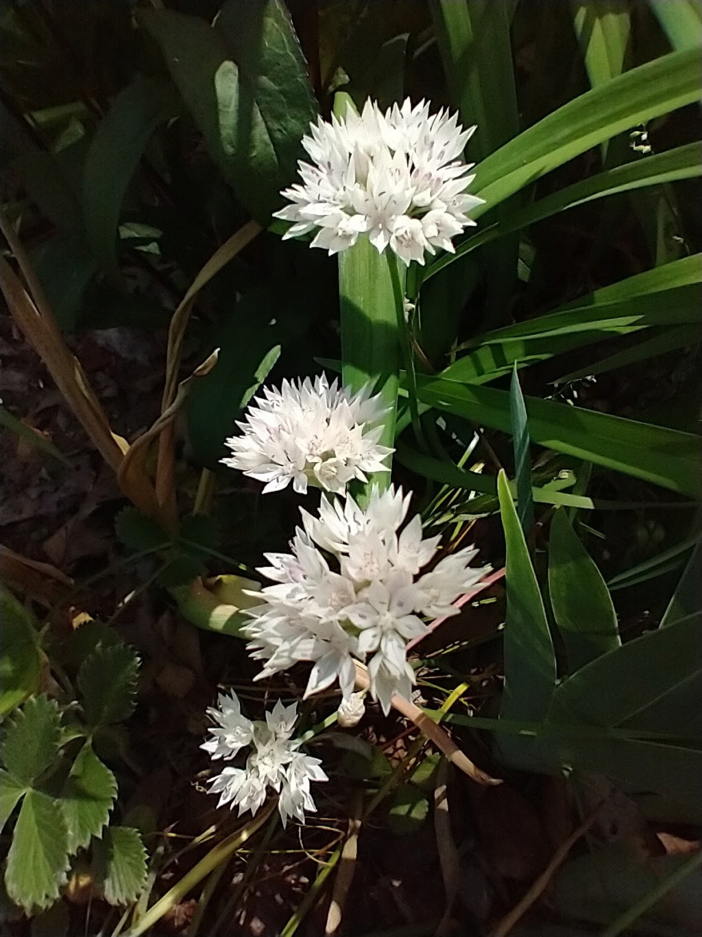 Ail Allium amplectens Graceful Beauty