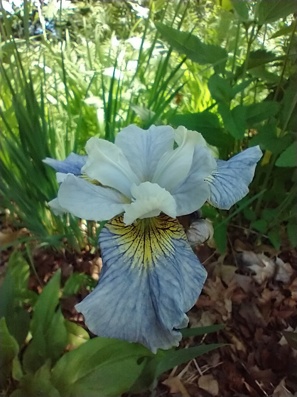 Iris de Sib&eacute;rie, Iris sibirica 'Echo the Wind'