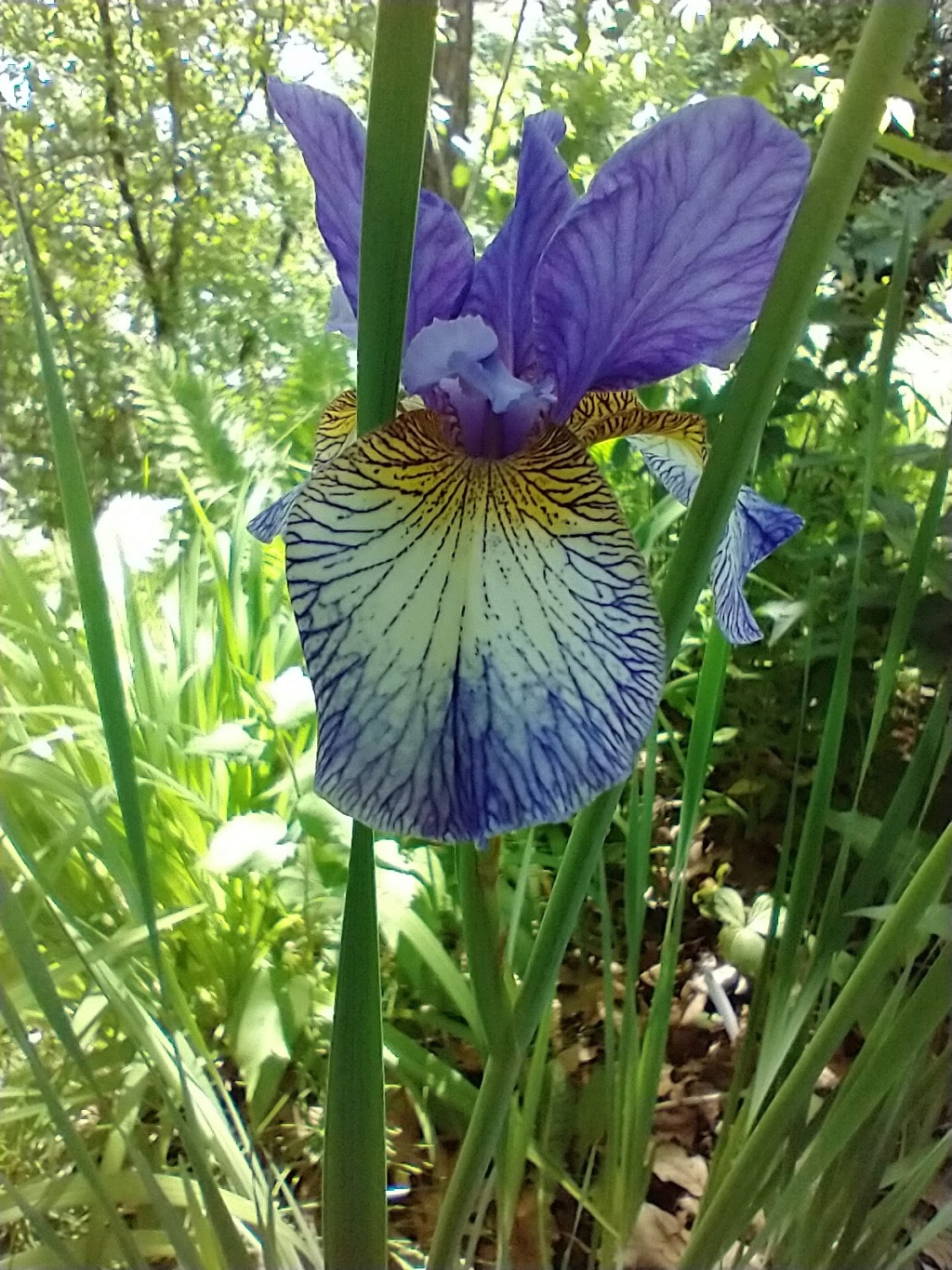 Iris de Sibérie Iris sibirica Pennywhistle