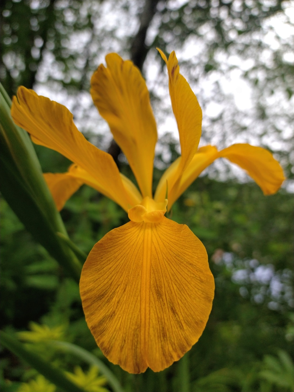 Iris spuria 'Eagle'