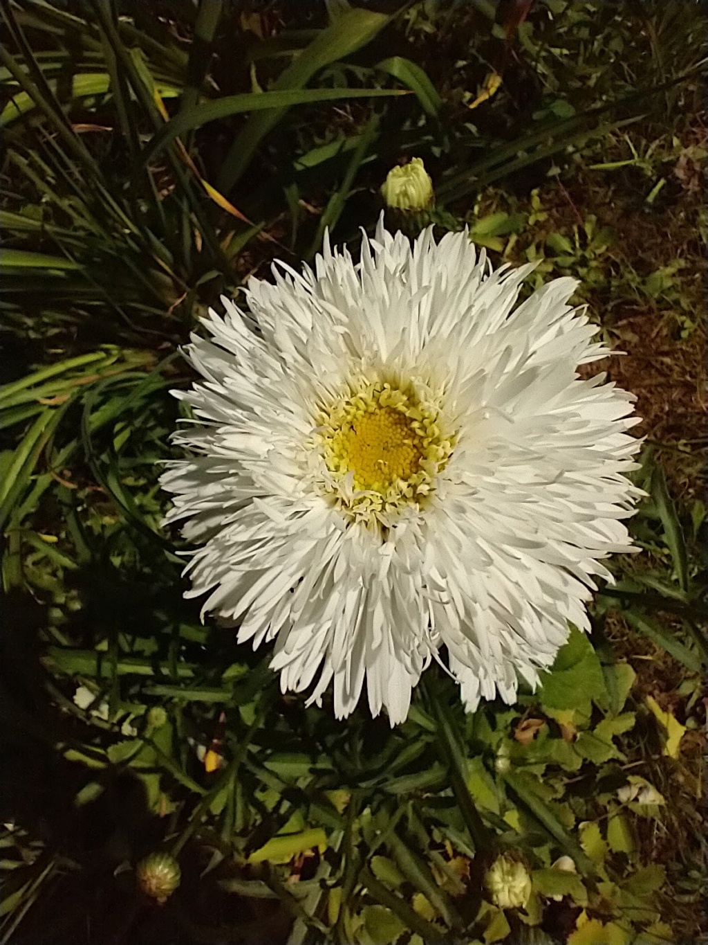 Marguerite, Marguerite, Leucanthemum ×superbum 'Sant&eacute;'