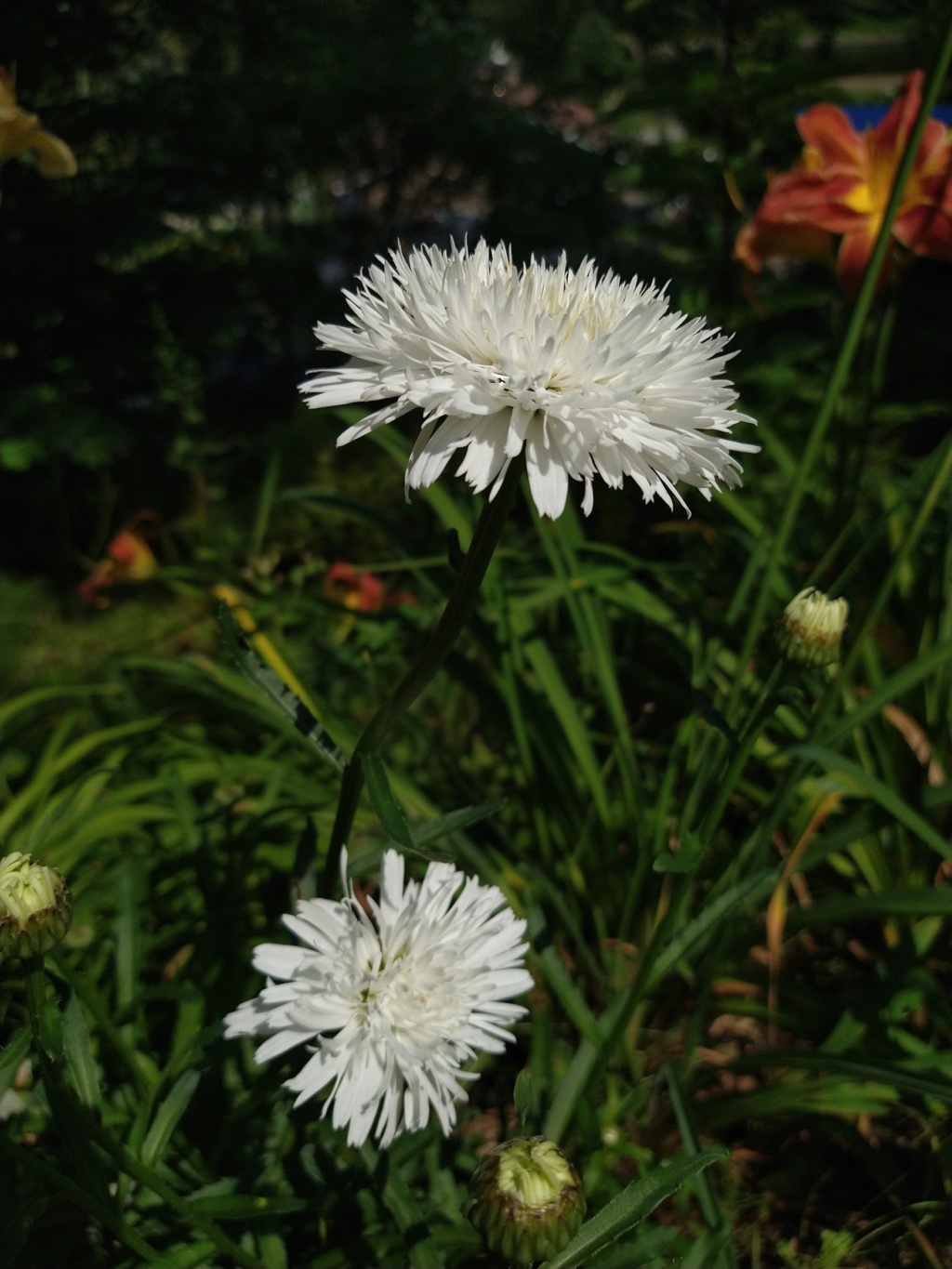 Marguerite, Marguerite, Leucanthemum ×superbum 'Sant&eacute;'