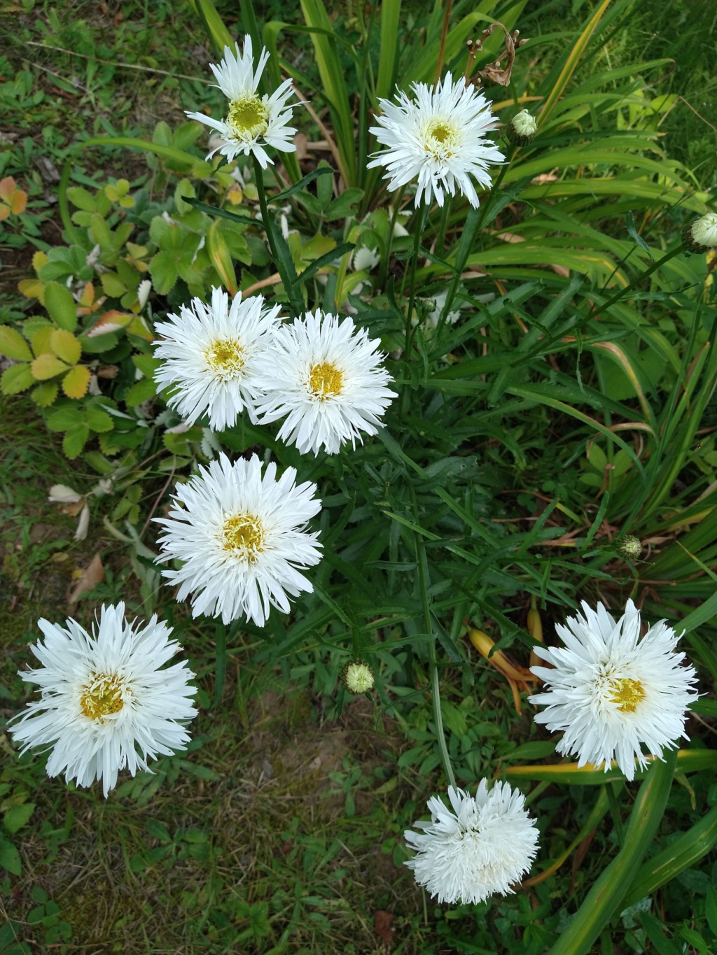 Marguerite Marguerite Leucanthemum ×superbum Santé