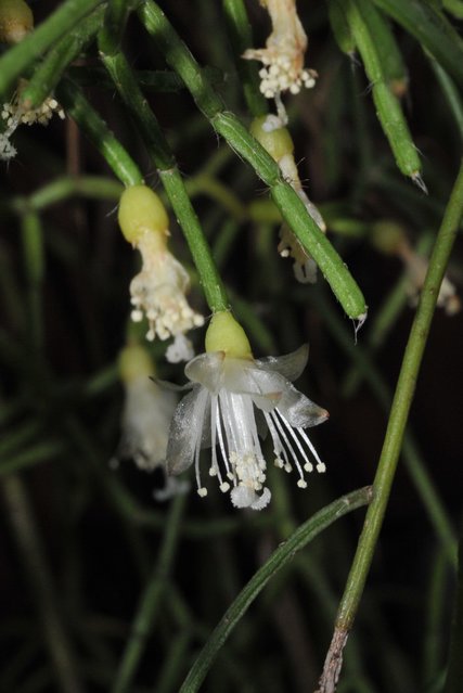 Rhipsalis cereuscula 
