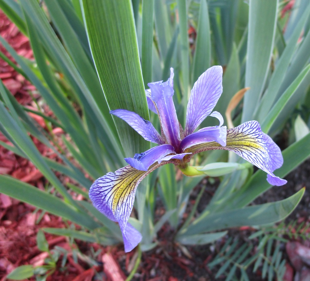 Clajeux Iris versicolor 