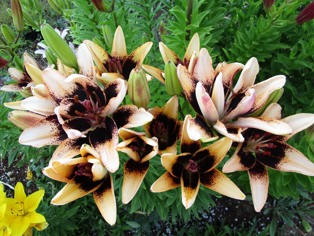 Lys Asiatique Lilium ×asiatique 