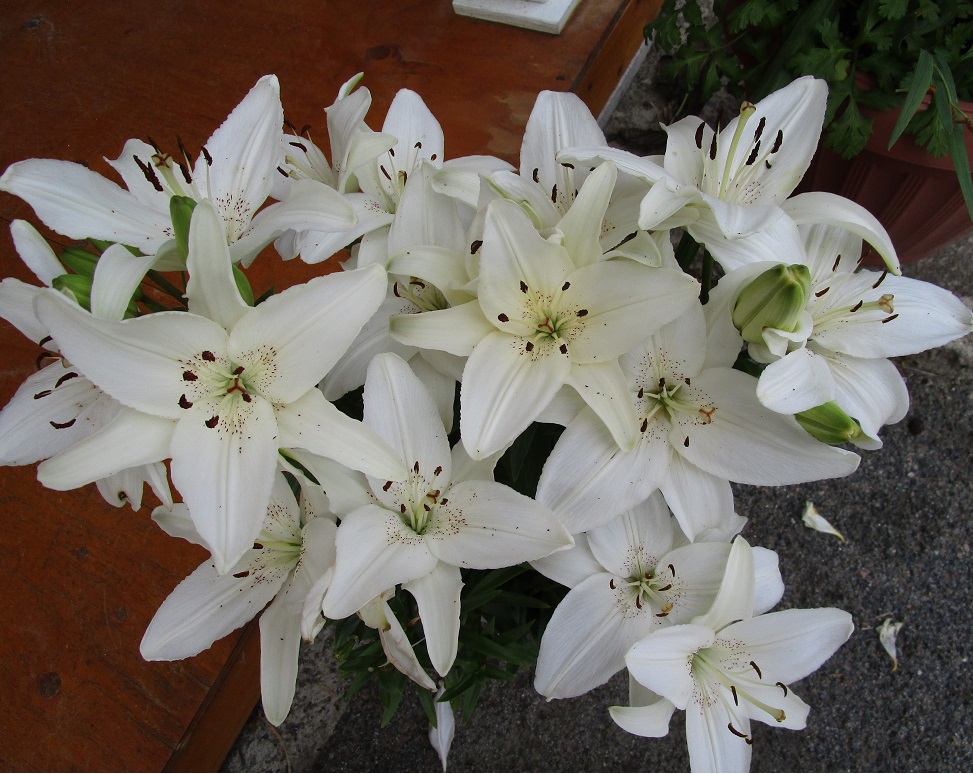 Lys Asiatique Lilium ×asiatique White Pixel