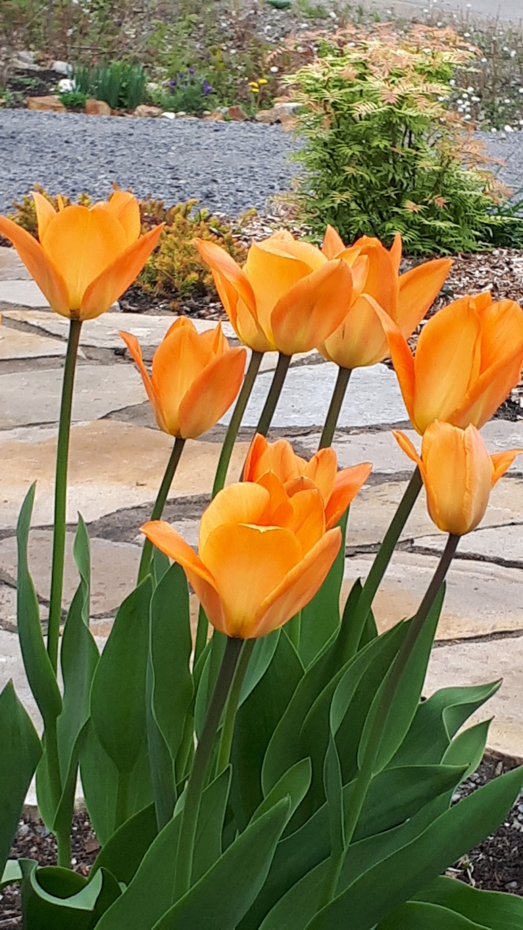 Tulipe, tulipes Tulipa fosteriana Orange Emperor