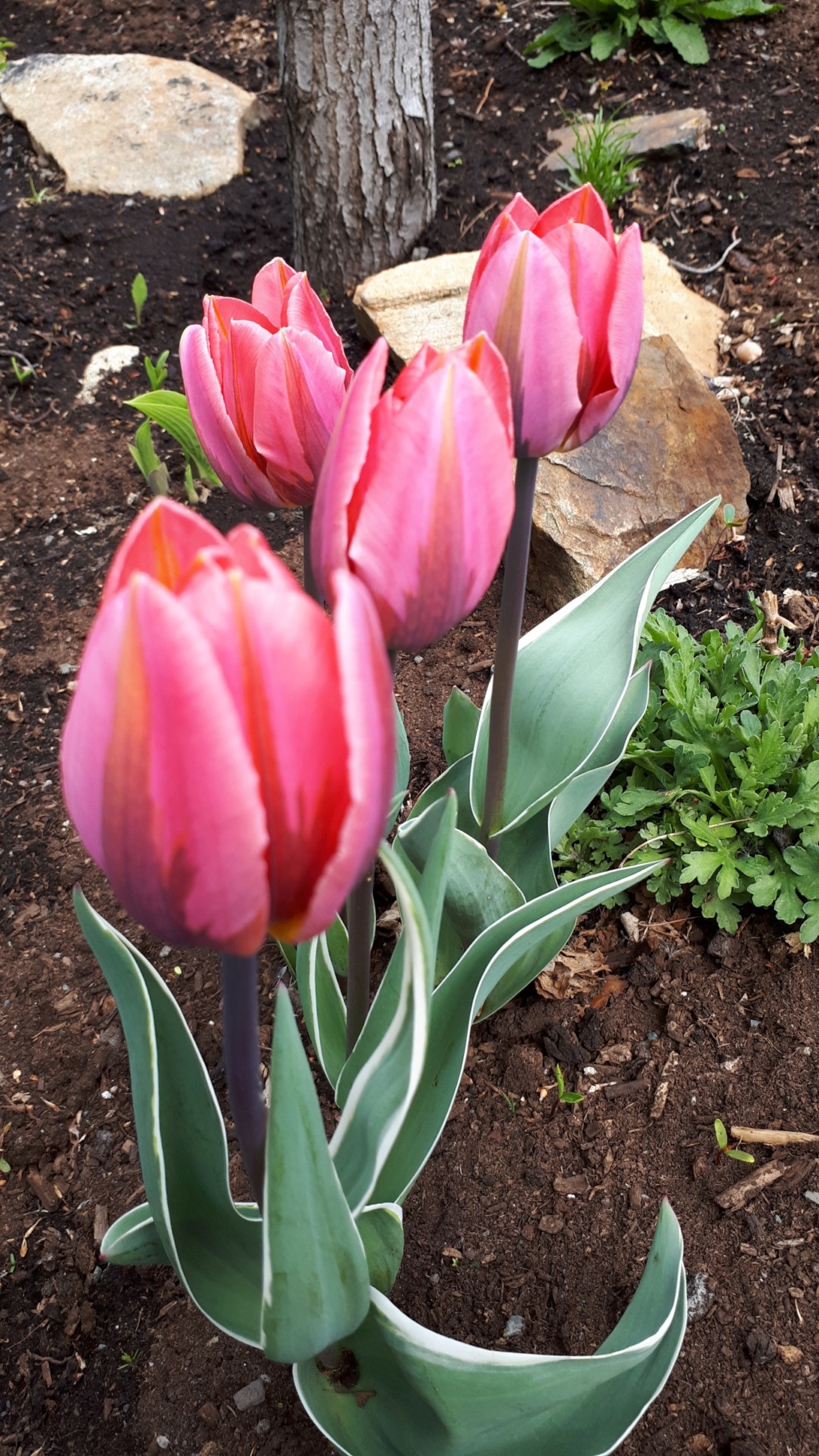 Tulipe, tulipes, Tulipa 'Pretty Princess'
