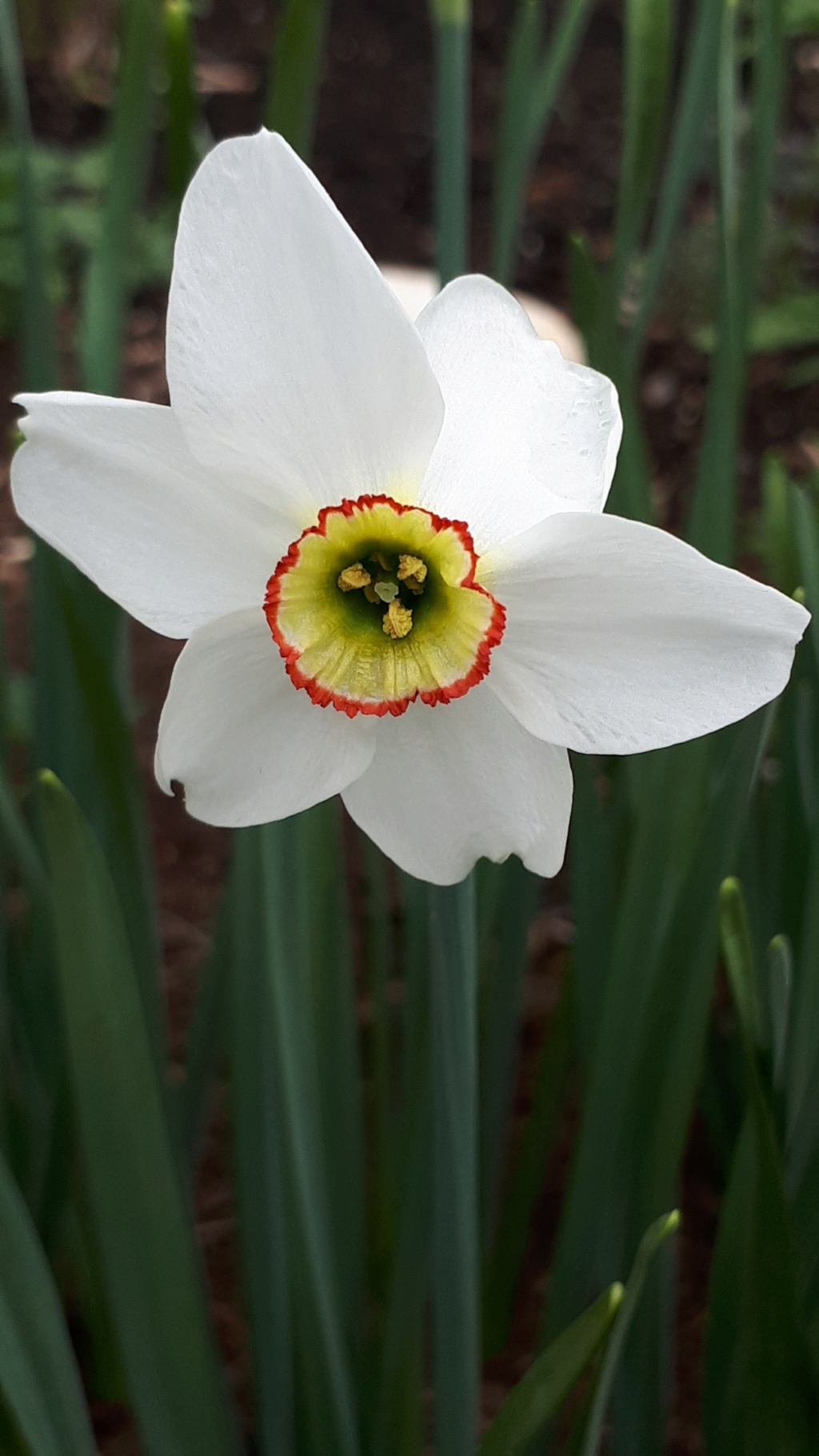 Narcisse, Narcisse des po&egrave;tes, Narcissus poeticus 