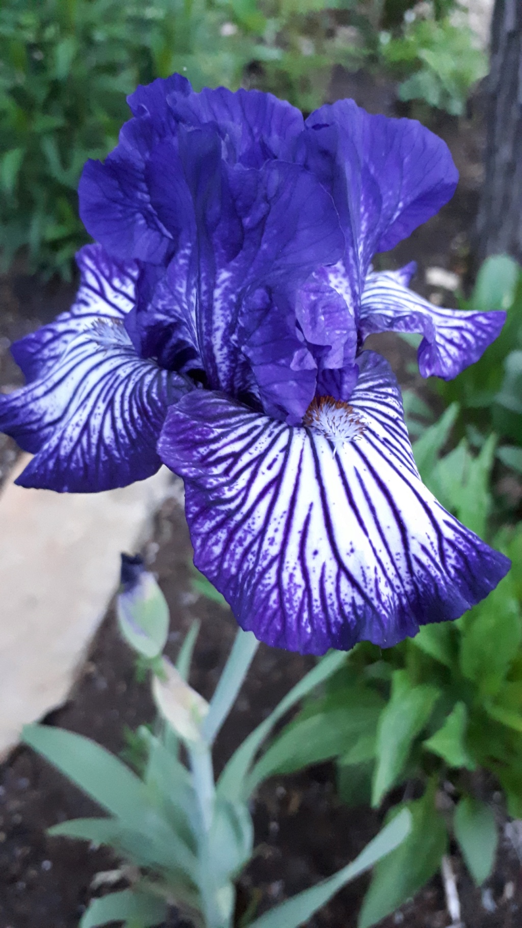 Iris d'Allemagne, Iris barbu Iris germanica Line Drive
