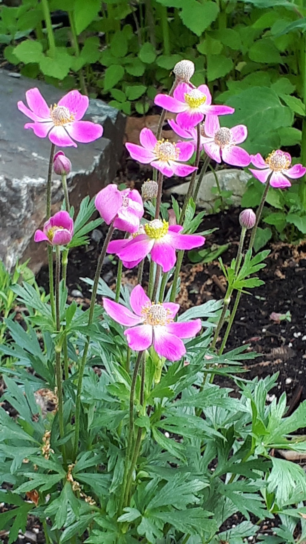 Anémone Anemone ×hybride Spring Beauty Pink