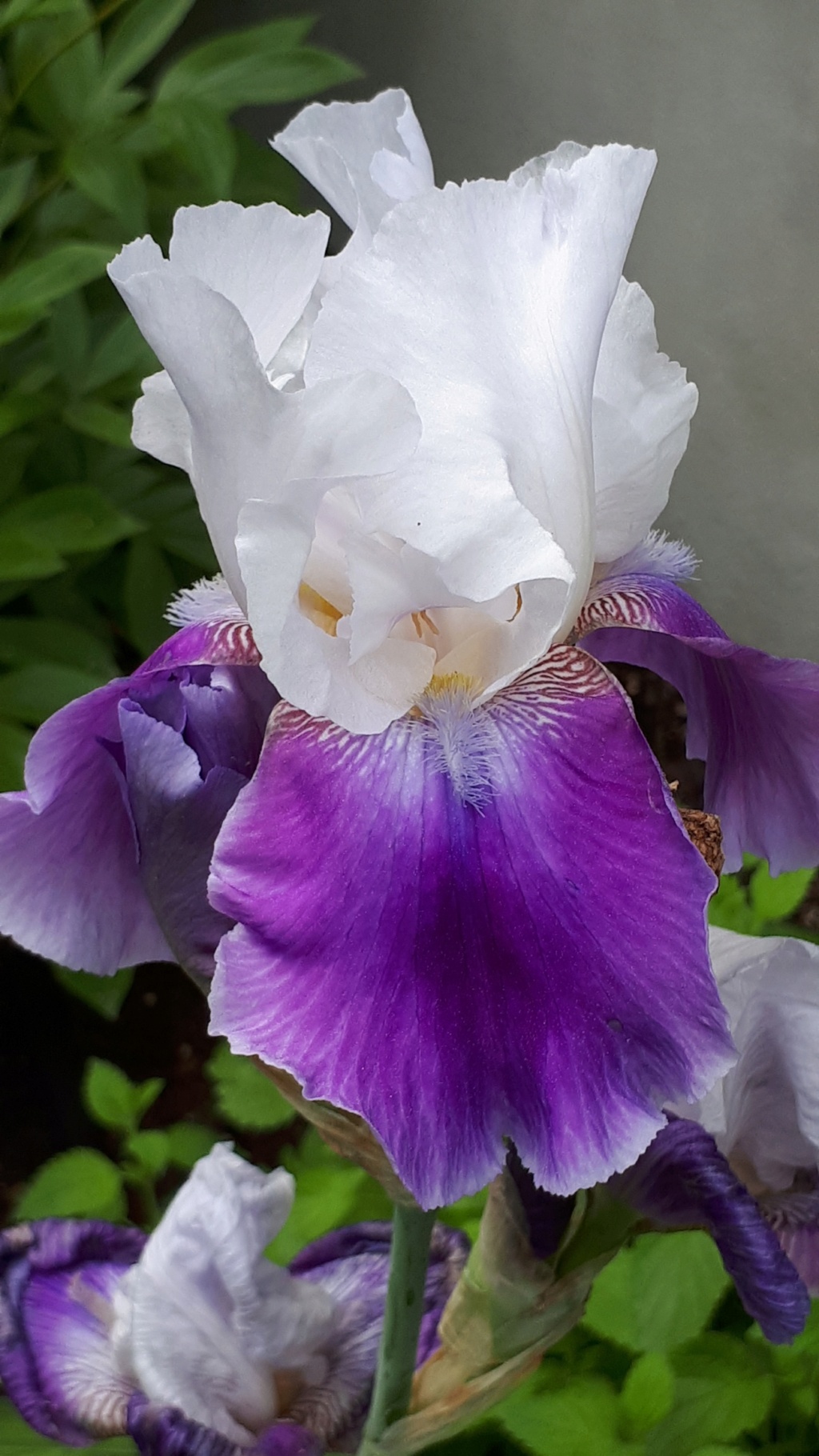 Iris d'Allemagne, Iris barbu Iris germanica Ringo