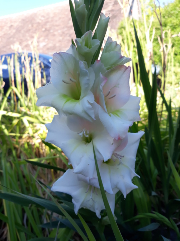 Gladiolus 'Priscilla'