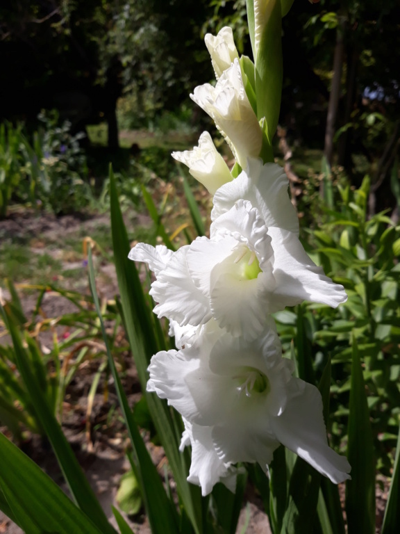 Gladiolus 'Florentina'