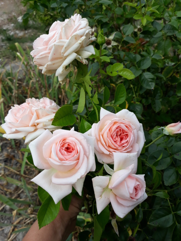 Rosier, églantier Rosa Fontaine aux Perles