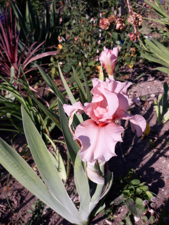 Iris d&rsquo;Allemagne, Iris barbu, Iris germanica 'Leonora Pearl'