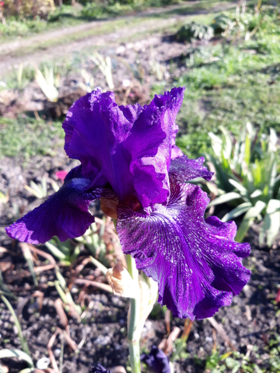 L&rsquo;iris des marais, iris faux acore, iris jaune, Iris pseudacorus 'Rosalie Figge'