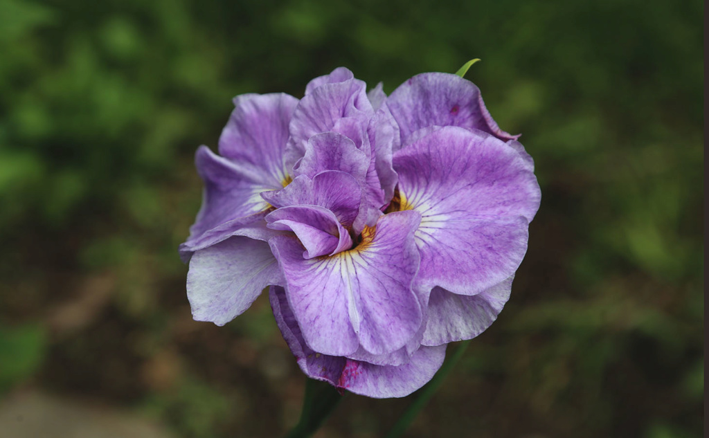 Iris de Sib&eacute;rie, Iris sibirica 'Rigamarole'