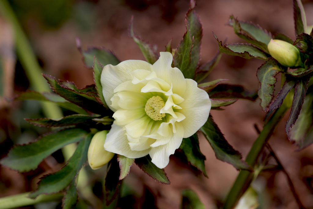 Hell&eacute;bore, S&eacute;rie Winter Jewels, Helleborus ×hybridus WJ 'Golden Lotus'